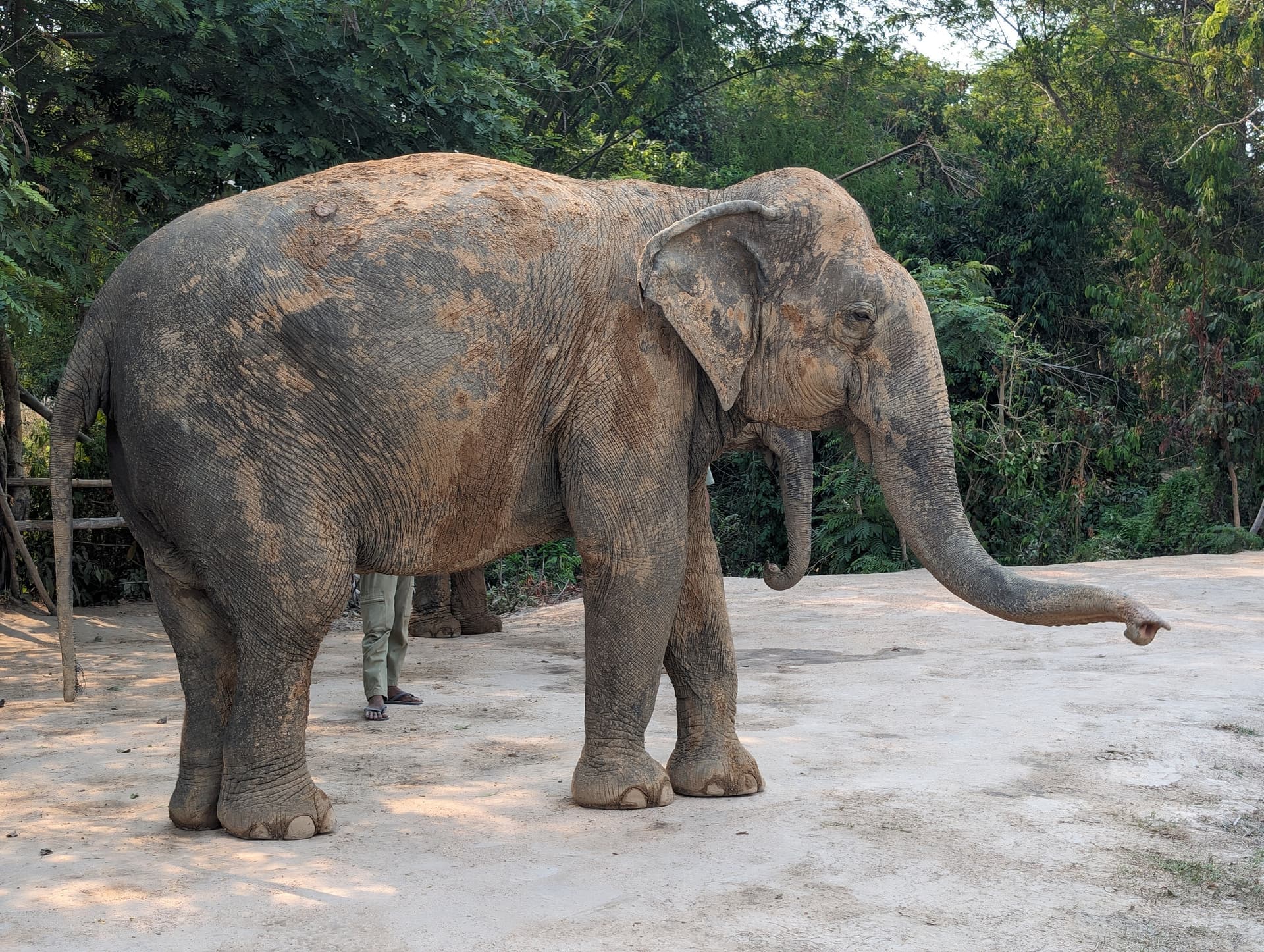 Eléphant au Cambodge