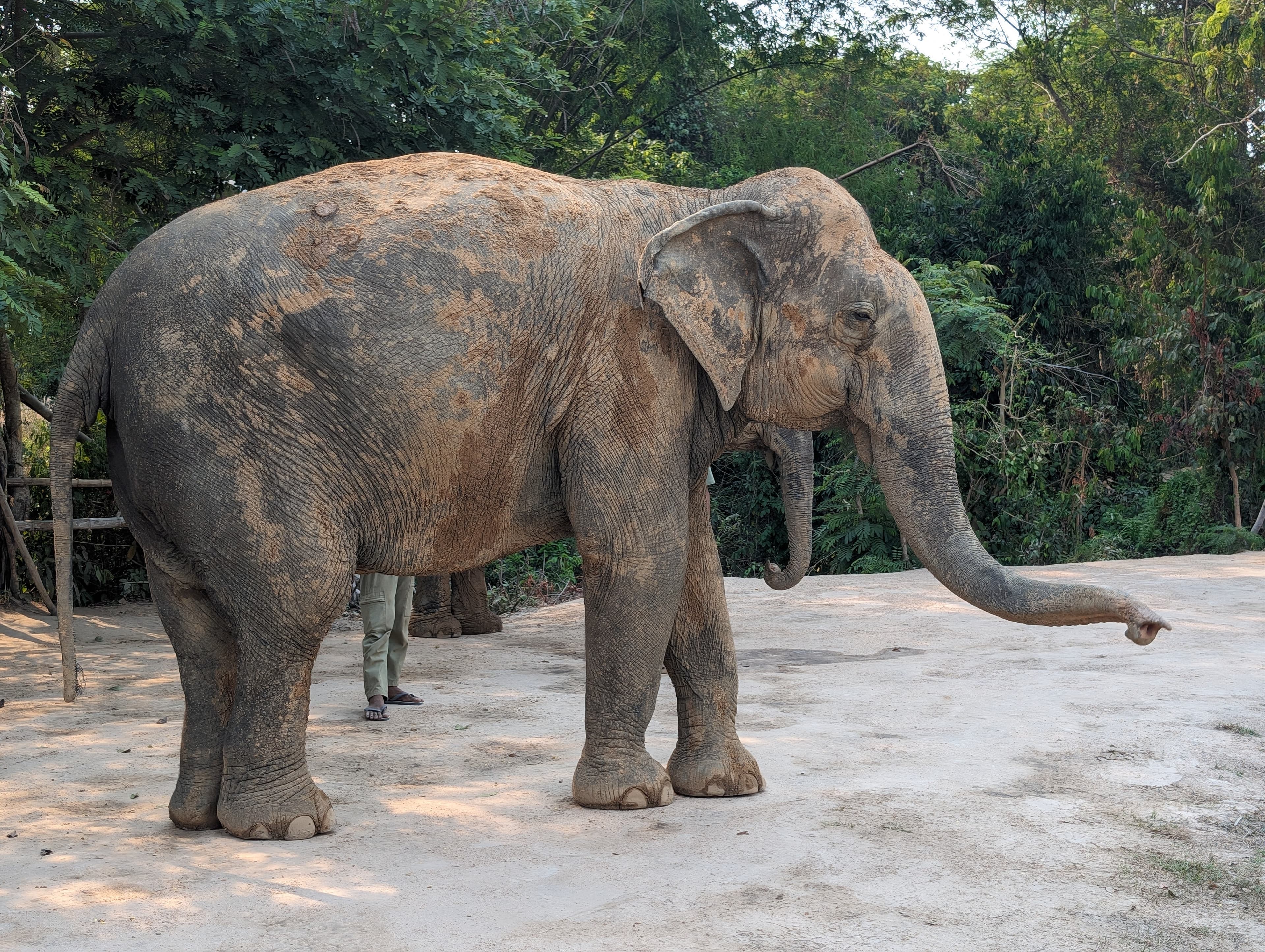 Eléphant au Cambodge