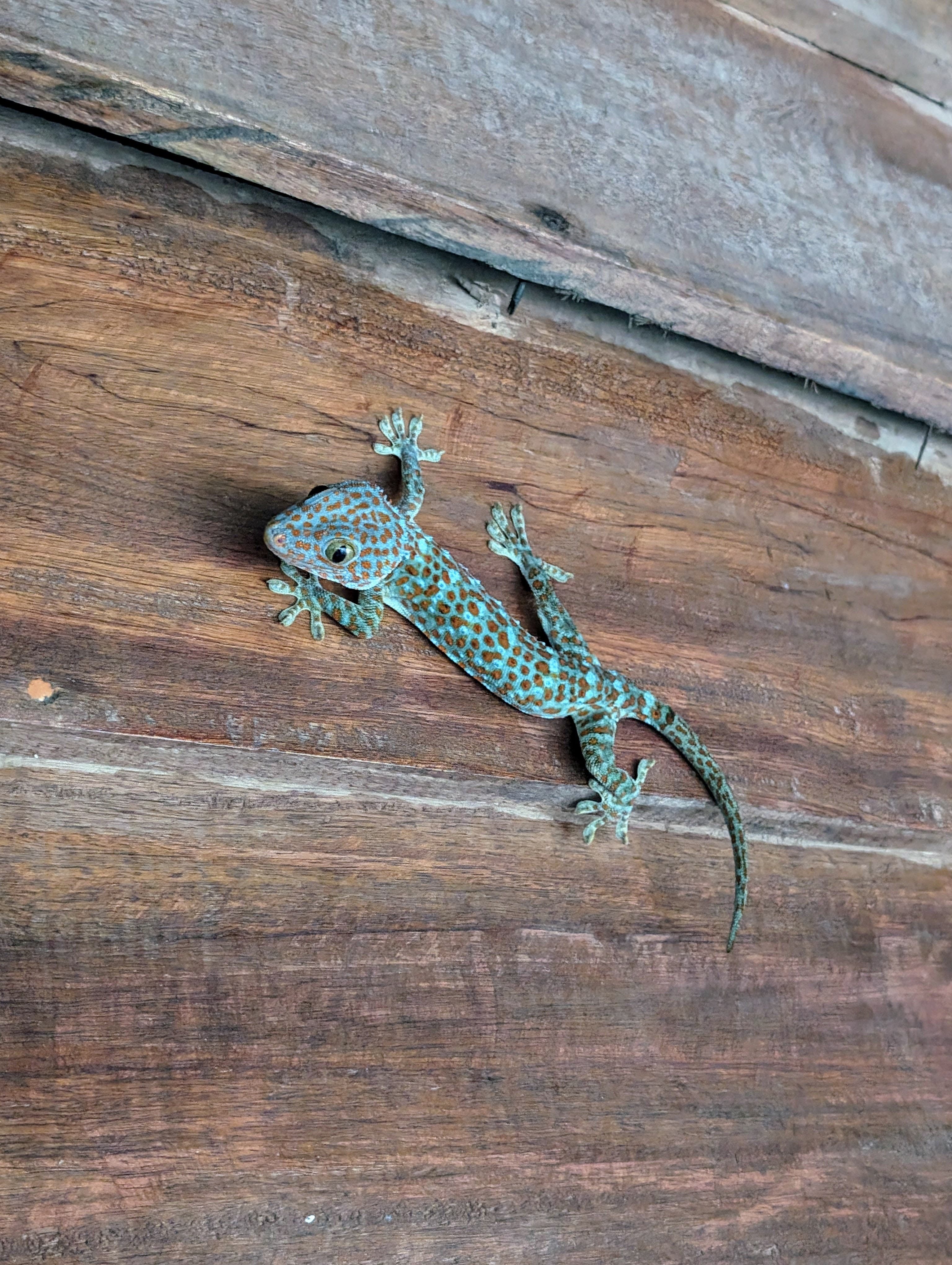 Notre ami le gecko Tokay