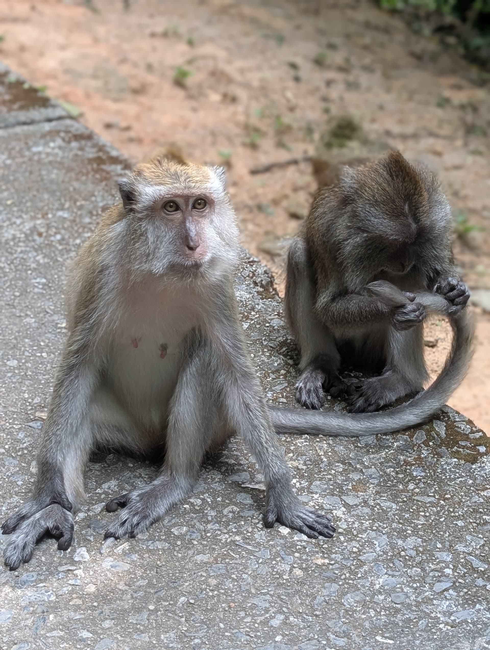 Les singes