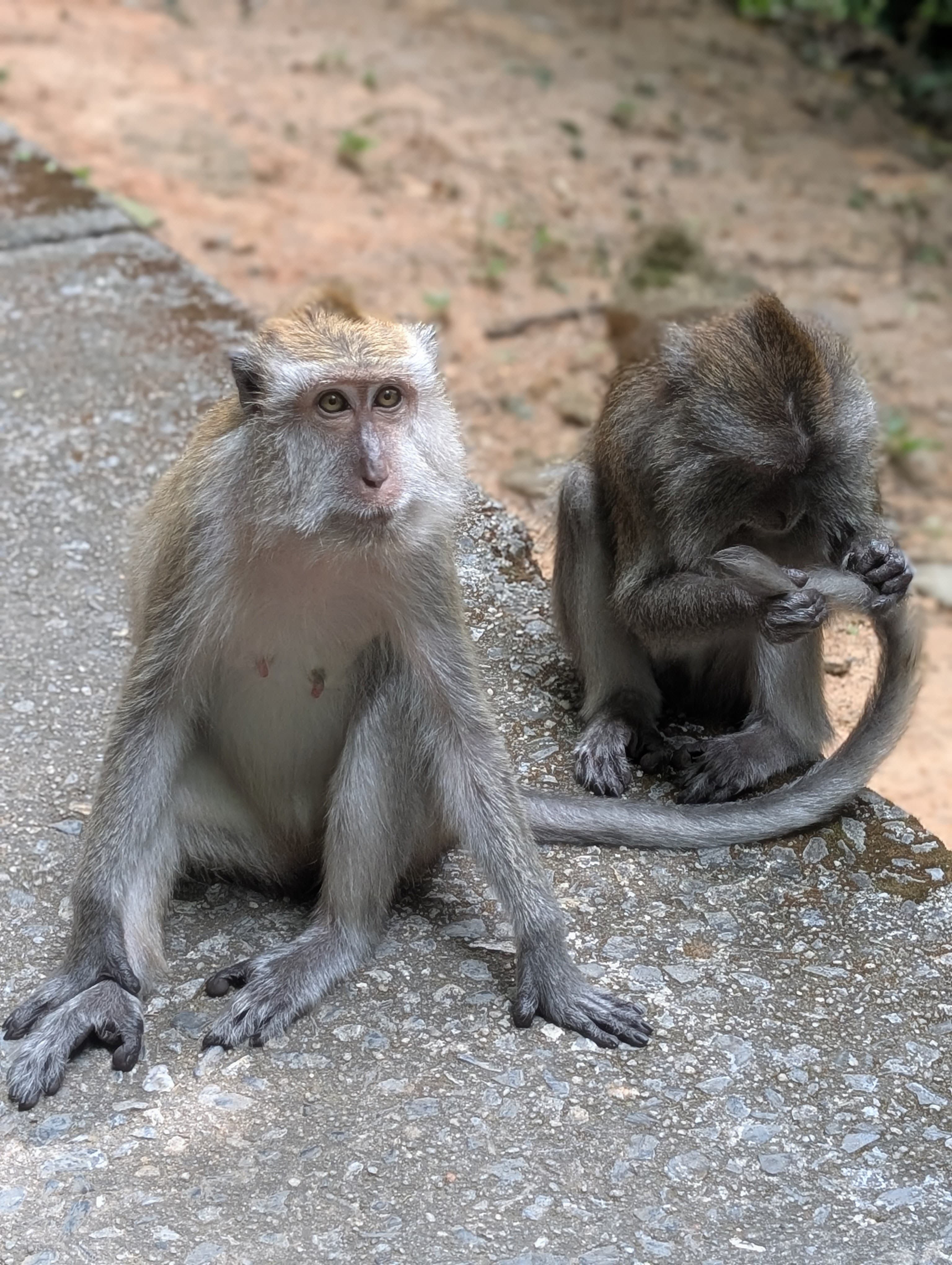 Les singes