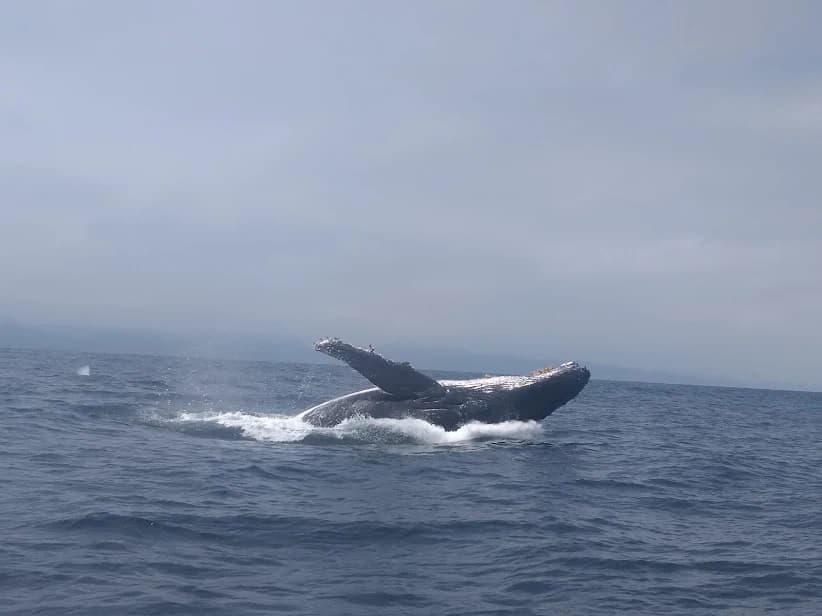 🐋 Puerto Lopez : Notre escapade entre baleines à bosse, péripéties côtières et secrets du Machalilla